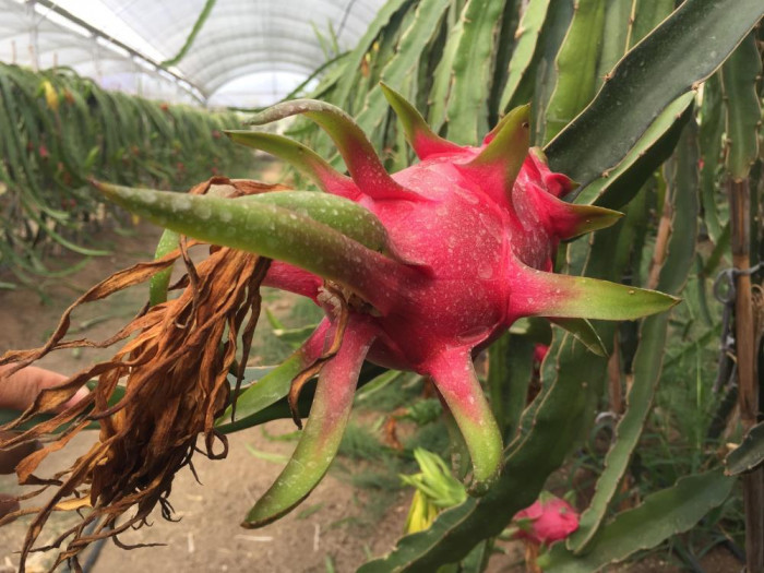 Baba-oğlun ejder meyvesi merakı örnek oldu