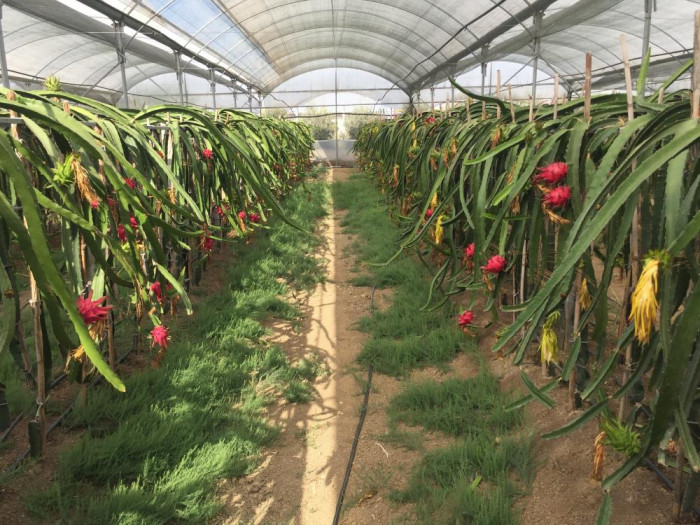 Baba-oğlun ejder meyvesi merakı örnek oldu