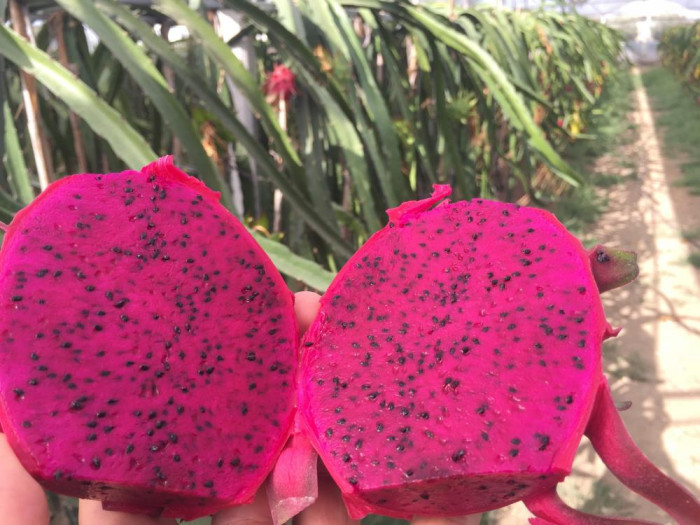 Baba-oğlun ejder meyvesi merakı örnek oldu