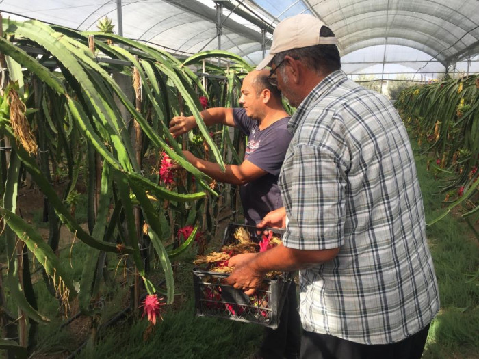 Baba-oğlun ejder meyvesi merakı örnek oldu