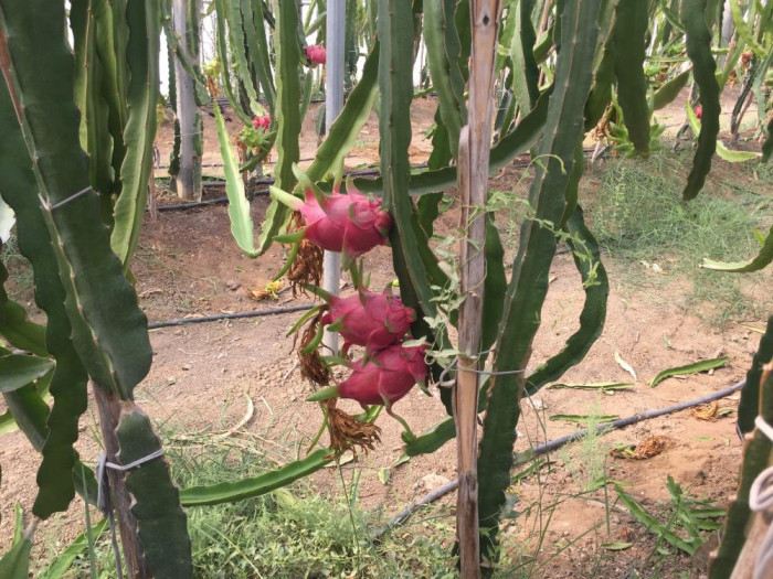 Baba-oğlun ejder meyvesi merakı örnek oldu