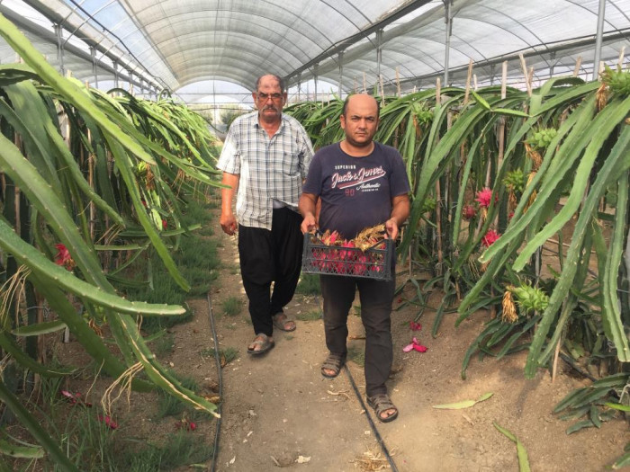 Baba-oğlun ejder meyvesi merakı örnek oldu