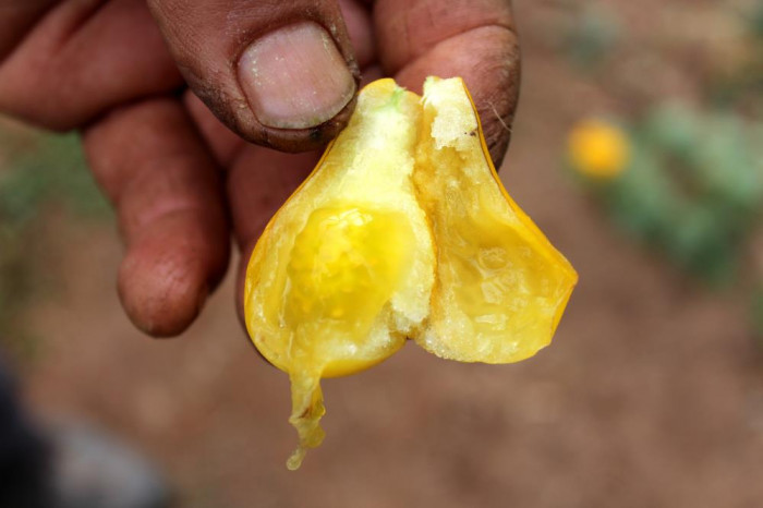 Armut değil domates