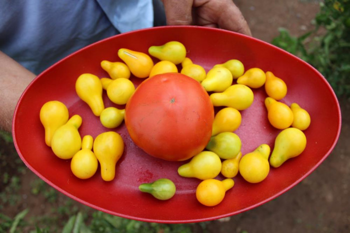 Armut değil domates