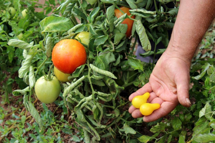 Armut değil domates