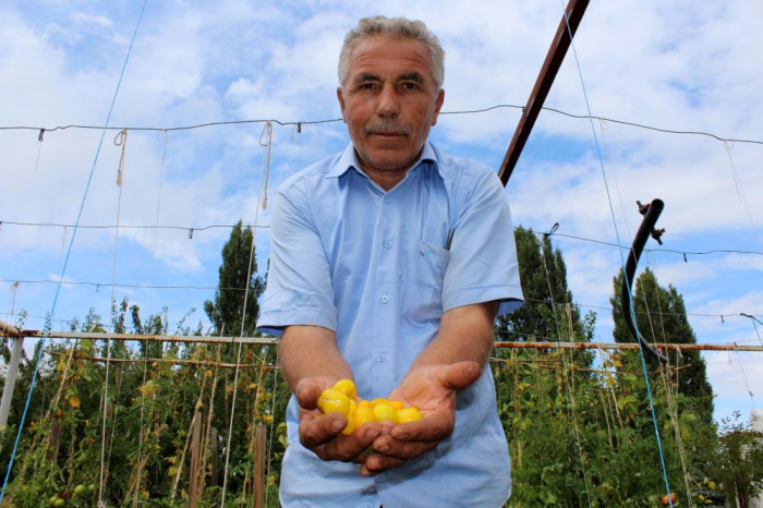 Armut değil domates