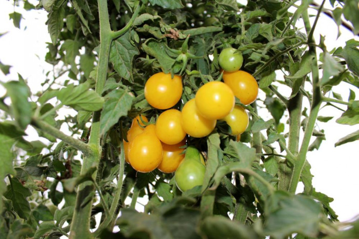 Armut değil domates