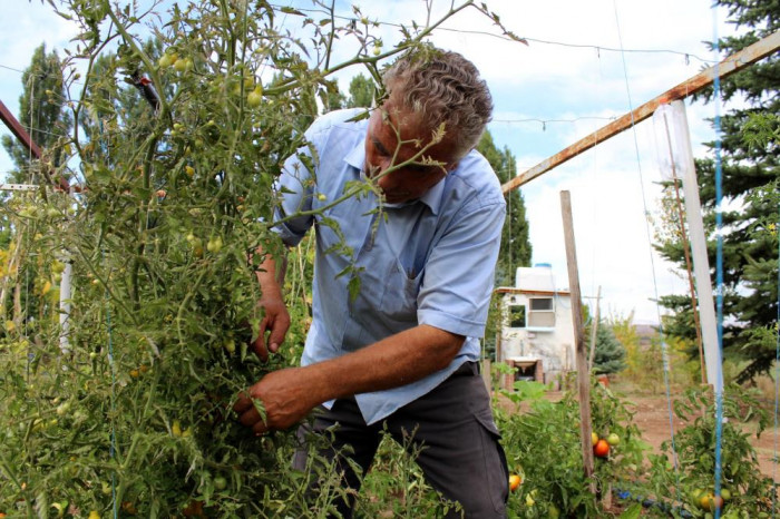 Armut değil domates