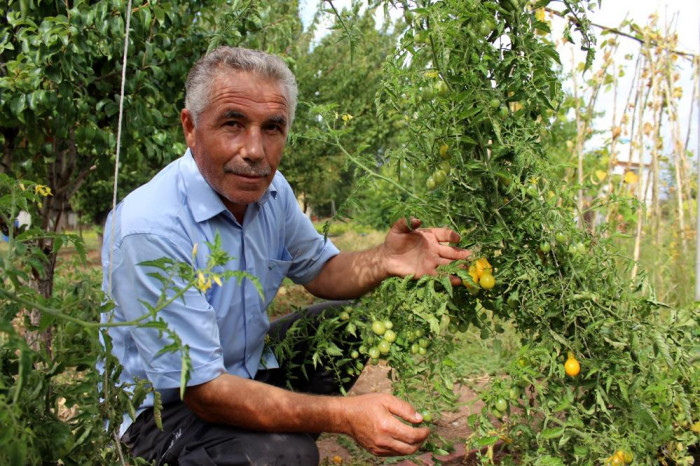 Armut değil domates