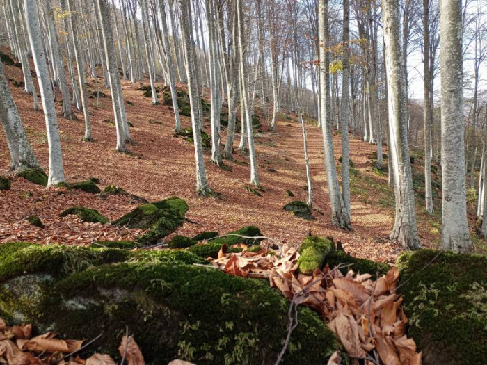 Nebiyan’da sonbahar güzelliği