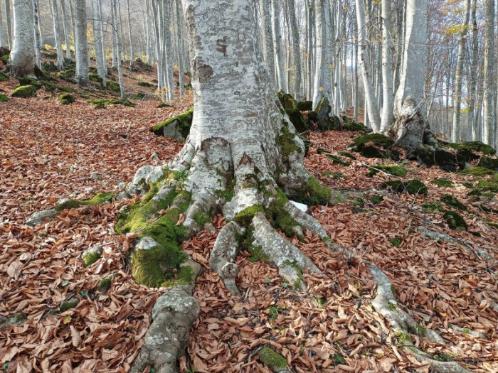 Nebiyan’da sonbahar güzelliği