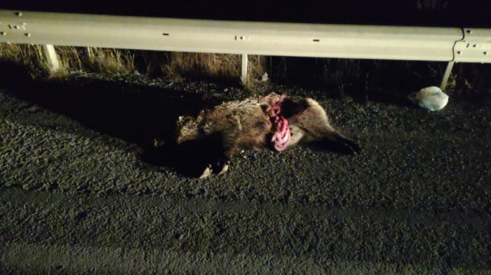 Domuz sürüsüne çarpan iki otomobil hurdaya döndü