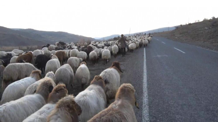Siirt’te 10 bin lira maaşla çalıştıracak çoban bulamıyorlar