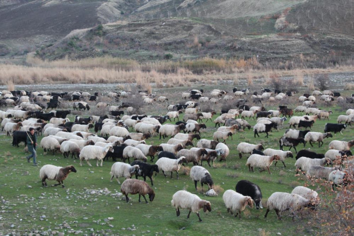 Siirt’te 10 bin lira maaşla çalıştıracak çoban bulamıyorlar