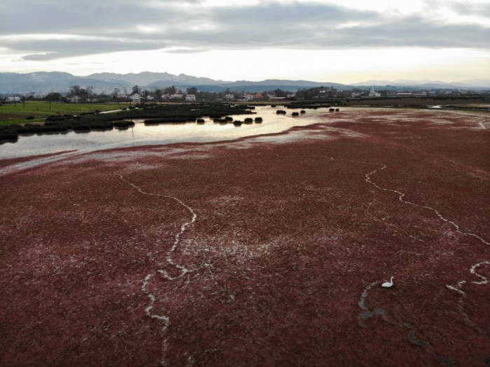 Eğrelti otuyla kızıla bürünen Kızılırmak Deltası'ndan eşsiz görüntüler