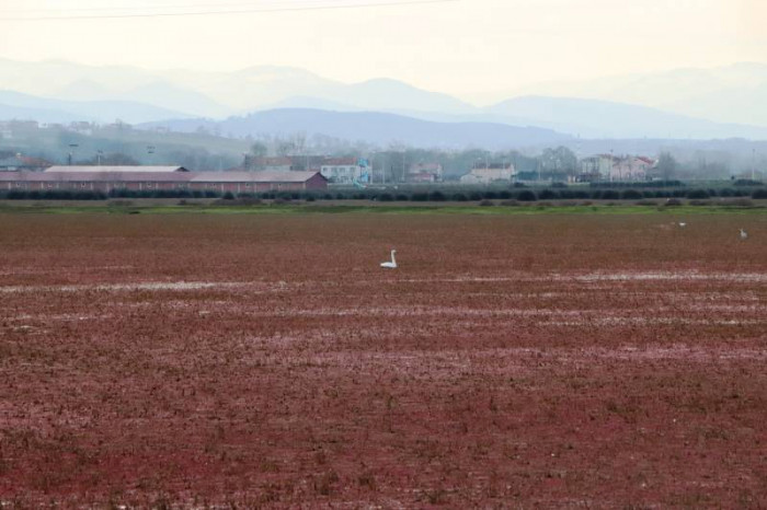Eğrelti otuyla kızıla bürünen Kızılırmak Deltası'ndan eşsiz görüntüler