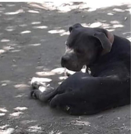 11 aylıkken pitbull saldırısına uğrayan minik Sadrettin, anne kelimesinden önce ‘acıyor’u öğrendi