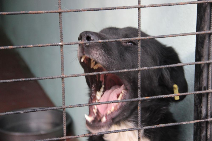 Köpek saldırısında ölümden dönen Mert: “Köpek görünce anne ve babamın arkasına saklanıyorum”