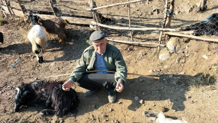 Ağıla giren sokak köpekleri, 9 keçiyi telef etti