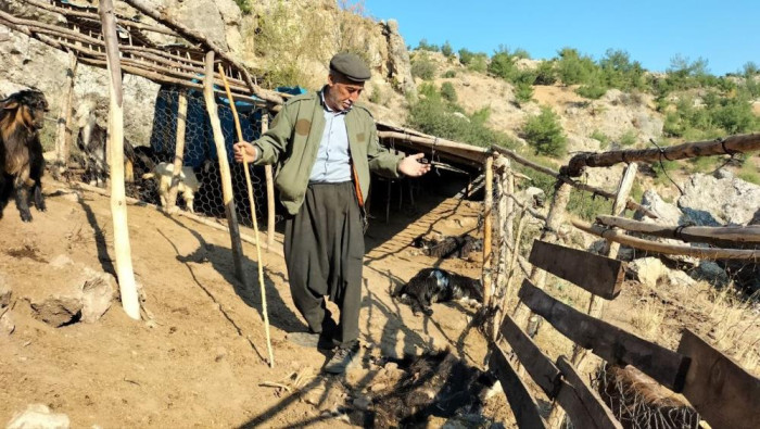 Ağıla giren sokak köpekleri, 9 keçiyi telef etti