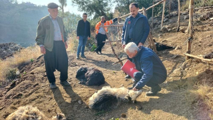 Ağıla giren sokak köpekleri, 9 keçiyi telef etti