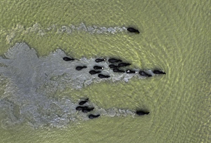 Afrika’yı aratmayan görüntüler İstanbul’da kaydedildi