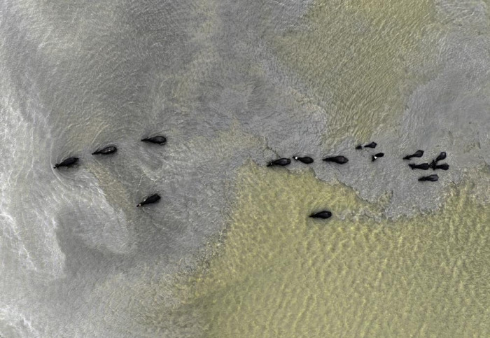 Afrika’yı aratmayan görüntüler İstanbul’da kaydedildi