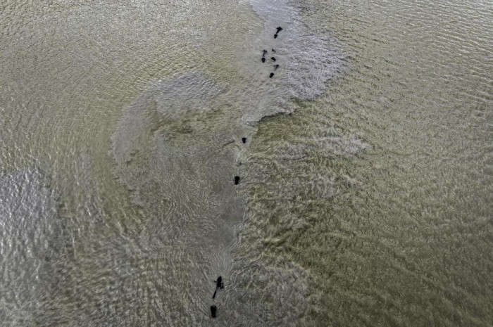 Afrika’yı aratmayan görüntüler İstanbul’da kaydedildi