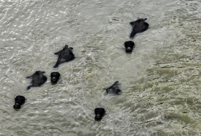 Afrika’yı aratmayan görüntüler İstanbul’da kaydedildi