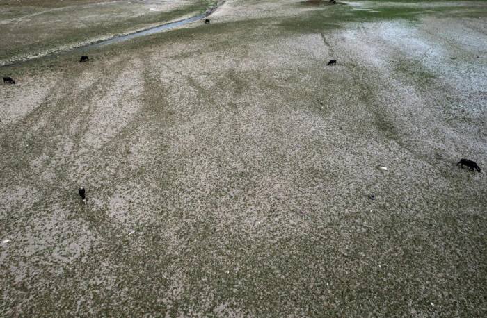 Afrika’yı aratmayan görüntüler İstanbul’da kaydedildi