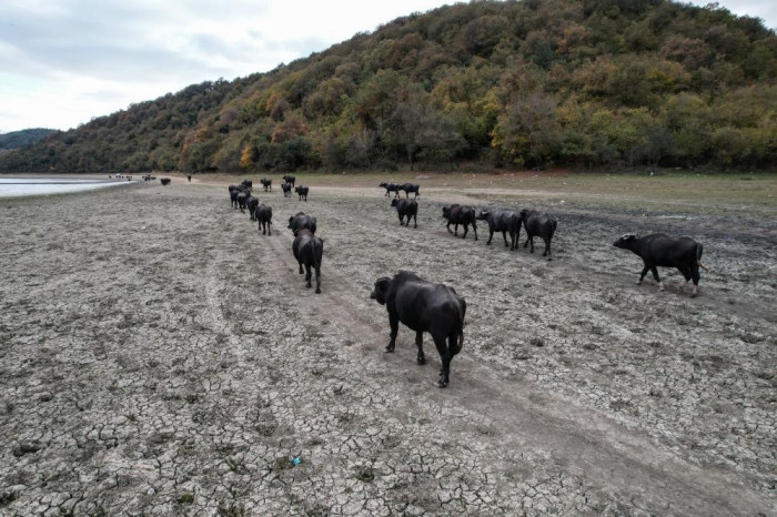 Afrika’yı aratmayan görüntüler İstanbul’da kaydedildi
