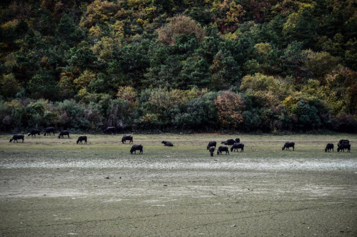Afrika’yı aratmayan görüntüler İstanbul’da kaydedildi