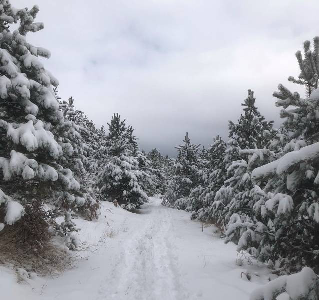 Kızlan Yaylası'nda beyaz güzellik