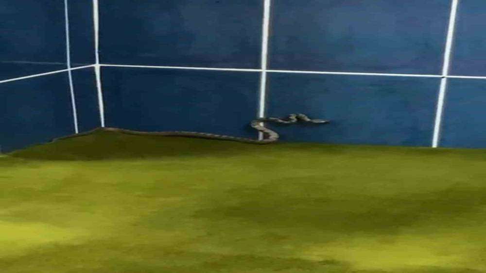 Antalya’da camiyi yılanlar bastı
