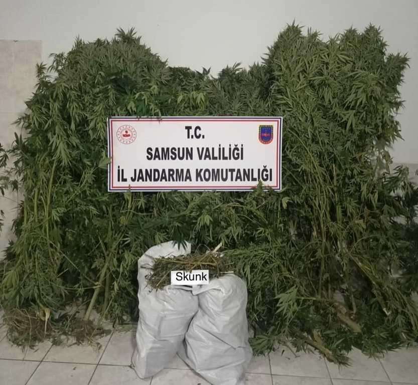 Bafra'da 12 bin 769 gram skunk bitkisi ele geçirildi