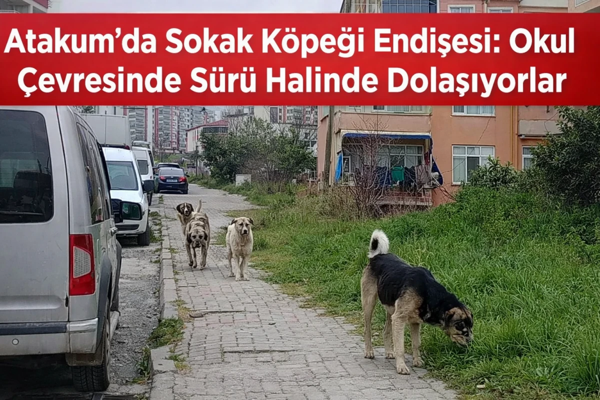 Atakum&rsquo;da Sokak K&ouml;peği Endişesi: Okul &Ccedil;evresinde S&uuml;r&uuml; Halinde Dolaşıyorlar