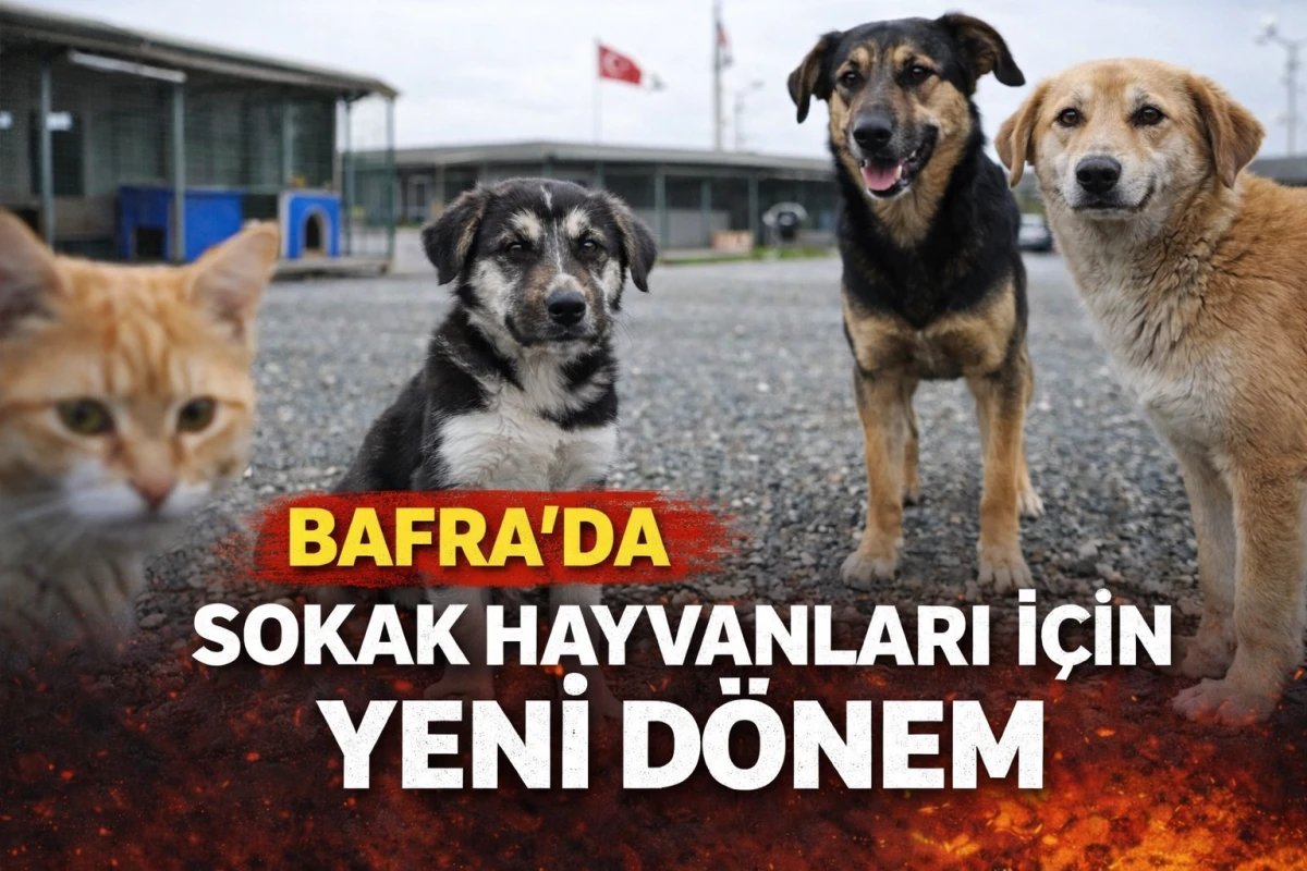 Bafra&rsquo;da Sokak Hayvanları İ&ccedil;in Yeni D&ouml;nem