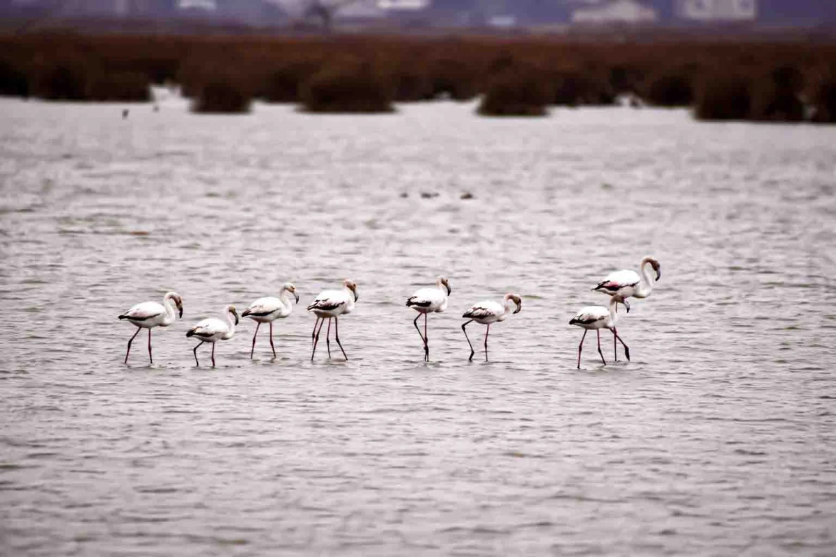 Kızılırmak Deltası Kuş Cenneti&rsquo;nde Bahar Coşkusu