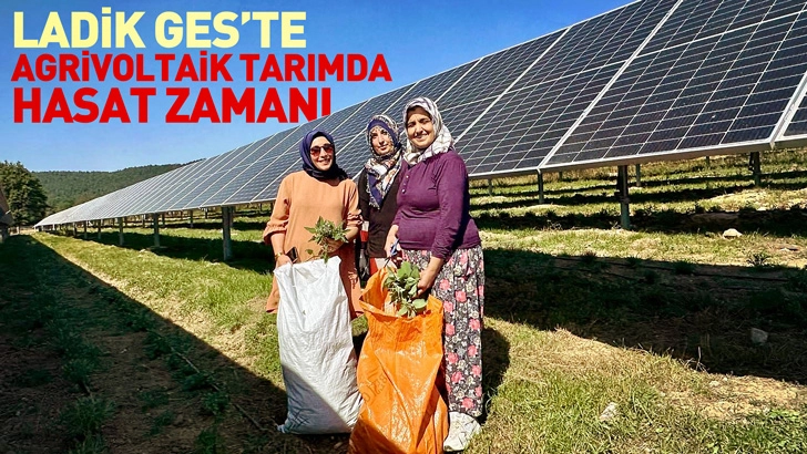 Ladik GES'te Agrivoltaik Tarımda Hasat Zamanı