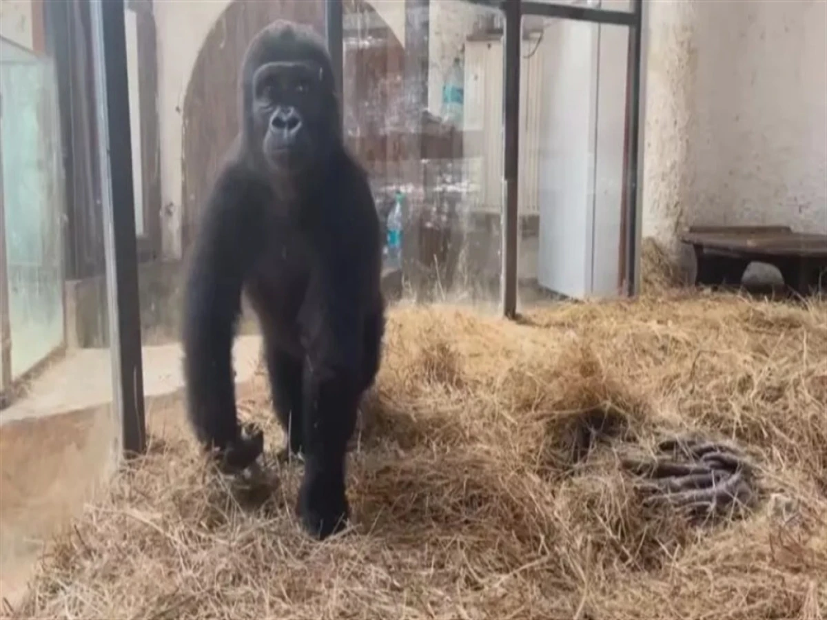 Nijerya’dan geldiği sanılan goril yavrusu aslında Batı Ova türü çıktı