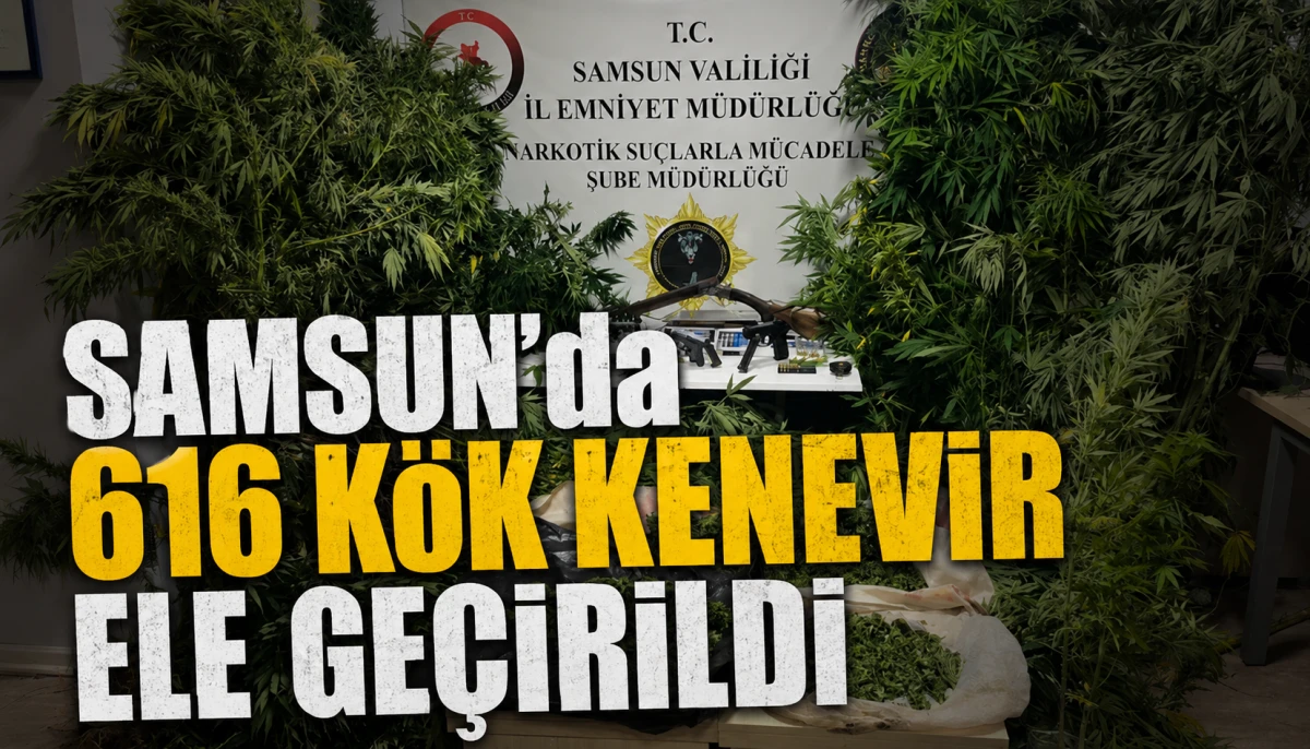 Samsun&rsquo;da 616 K&ouml;k Kenevir Ele Ge&ccedil;irildi
