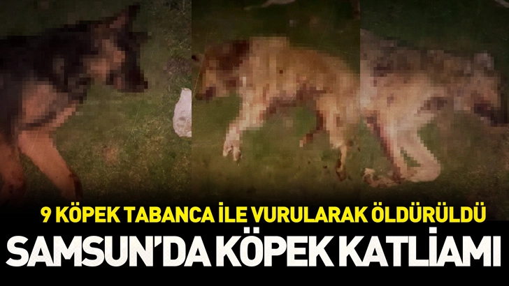 Samsun’da 9 köpek tabanca ile vurularak öldürüldü!
