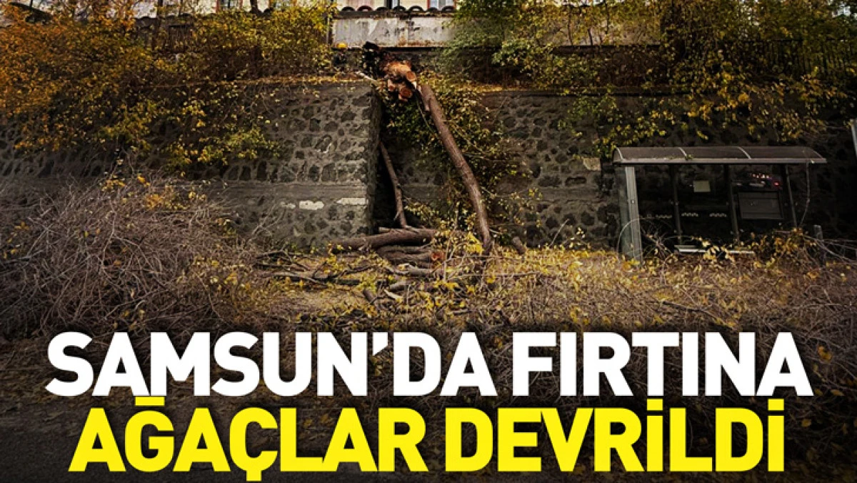 Samsun'da fırtına; ağa&ccedil;lar devrildi