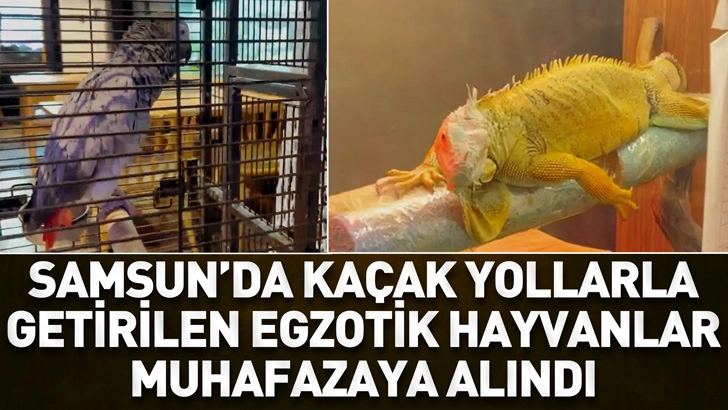 Samsun'da ka&ccedil;ak yollarla getirilen egzotik hayvanlar muhafazaya alındı