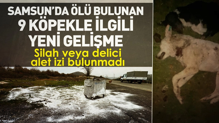 Samsun'da ölü bulunan 9 köpekten alınan doku örnekleri teste gönderildi