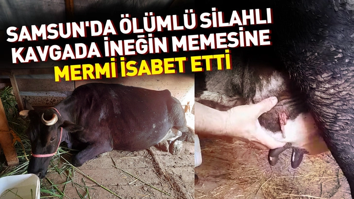 Samsun'da &ouml;l&uuml;ml&uuml; silahlı kavgada ineğin memesine mermi isabet etti