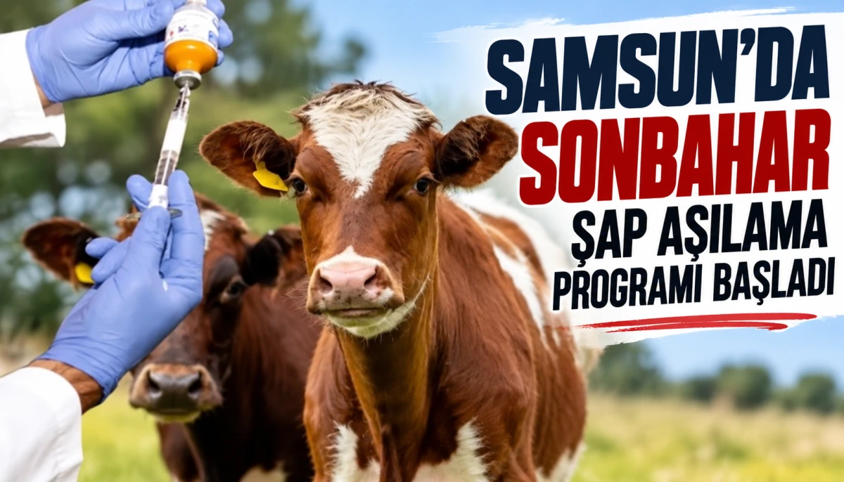 Samsun&rsquo;da sonbahar şap aşılama programı başladı