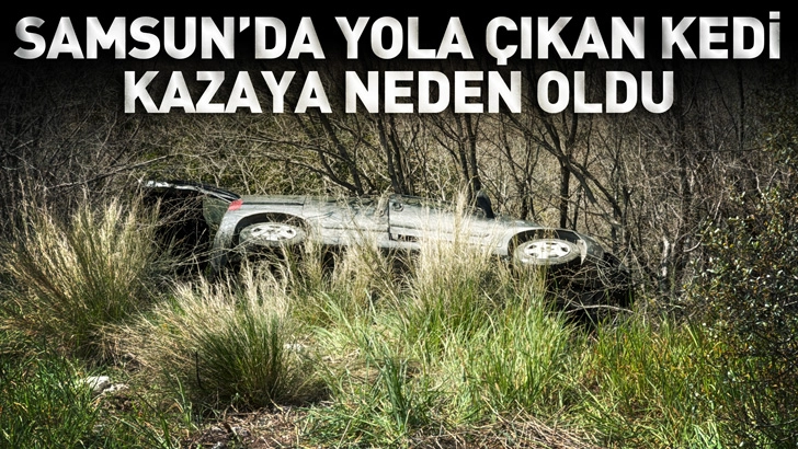 Samsun'da yola &ccedil;ıkan kedi, kazaya neden oldu