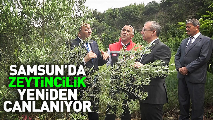 Samsun'da zeytincilik yeniden canlanıyor